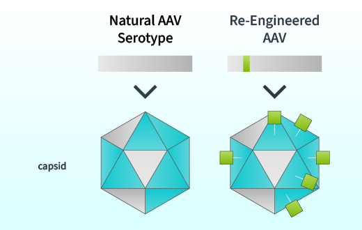 Affinia - Sep 2024 - AAV Capsid Engineering 520x330